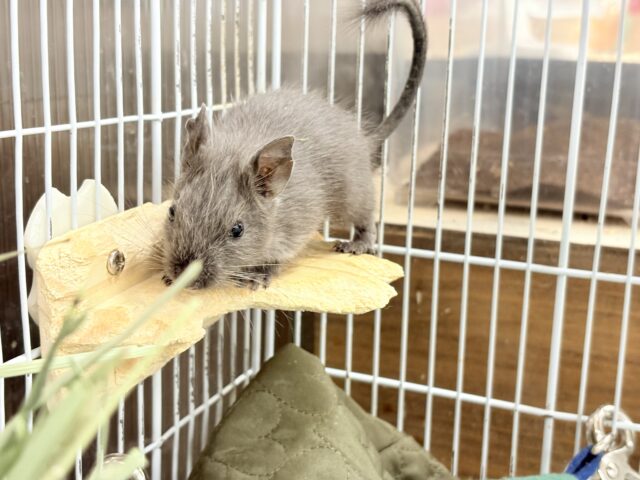デグー