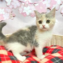 この……かわいい顔みよ💖スコティッシュストレート(ダイリュートキャリコ)💖女の子💖2025年1月10日生まれ