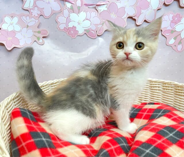 スコティッシュストレート
