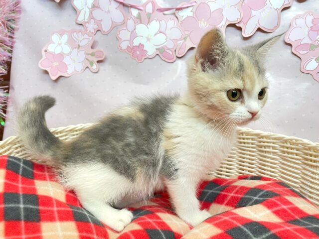 スコティッシュストレート