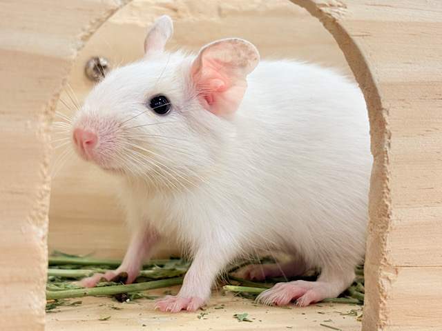 【最新画像更新🪄】機敏な動きが得意なんですっ♡デグー(サンドパイド) 男の子
