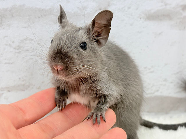 【動画更新🪄】きゅ〜きゅ〜♬感情表現豊かなの.*･ﾟデグー(ブルー) 男の子