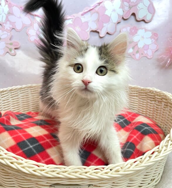 ノルウェージャンフォレストキャット
