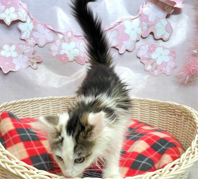 ノルウェージャンフォレストキャット