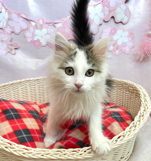 ノルウェージャンフォレストキャット