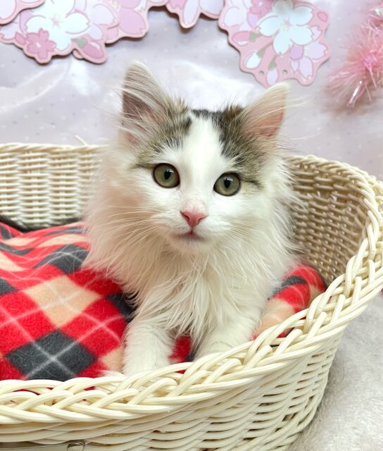 ノルウェージャンフォレストキャット