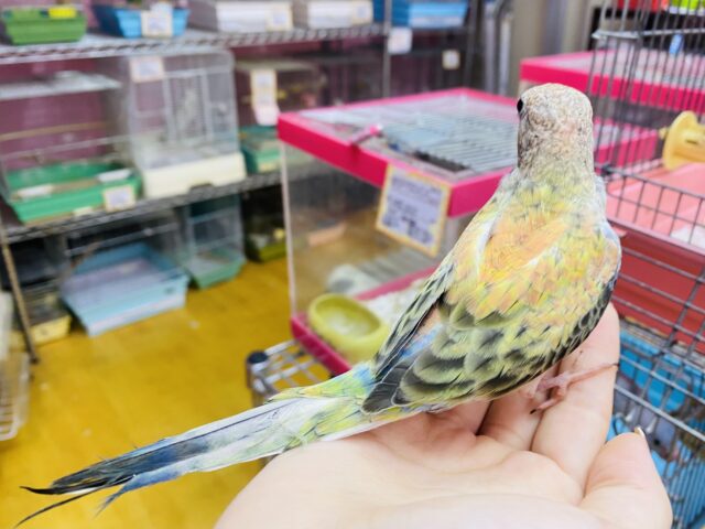 アキクサインコ（秋草インコ）