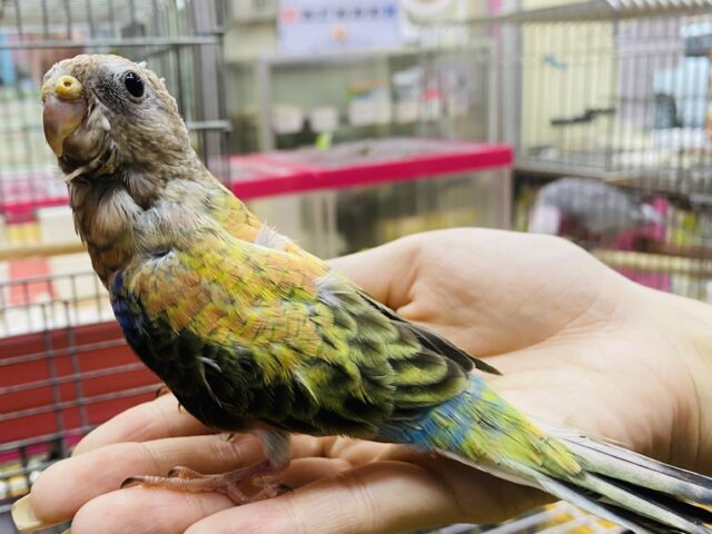 アキクサインコ（秋草インコ）