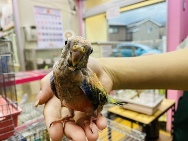 アキクサインコ（秋草インコ）