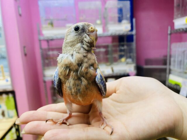 アキクサインコ（秋草インコ）
