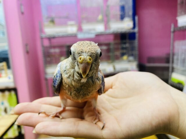 アキクサインコ（秋草インコ）
