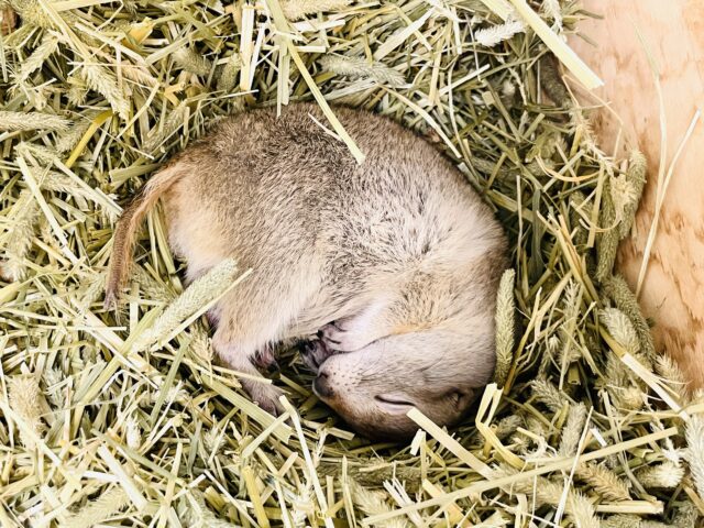 リチャードソンジリス