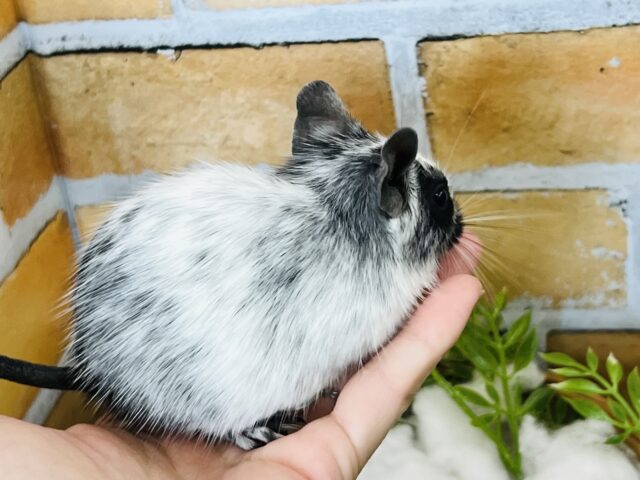 デグー