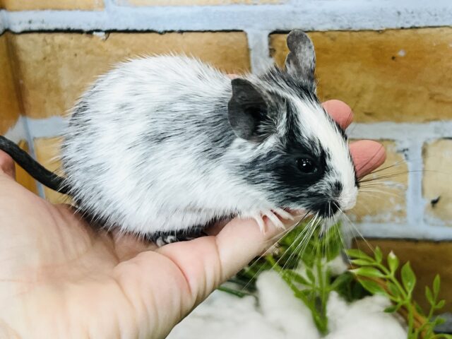 デグー
