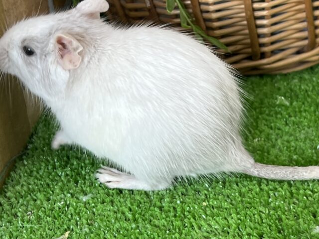 デグー