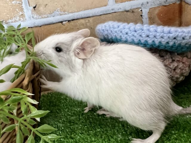デグー