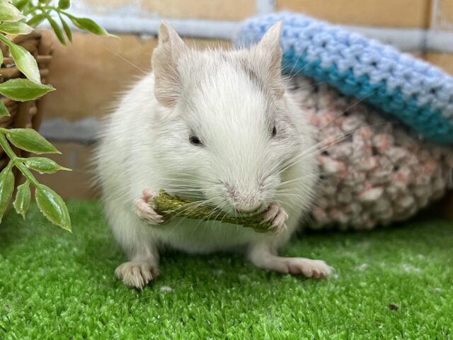 デグー