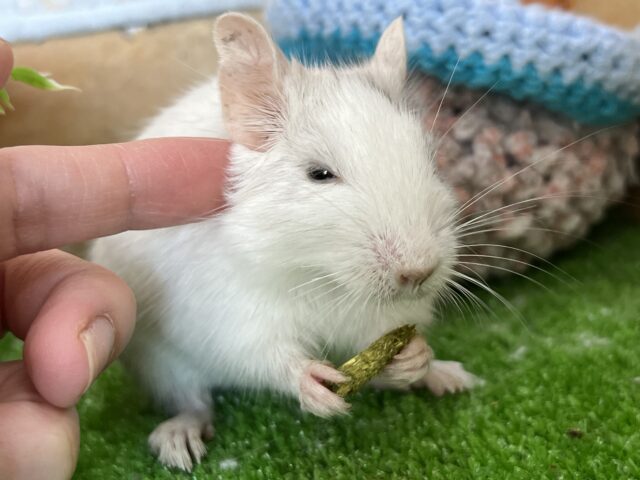 デグー