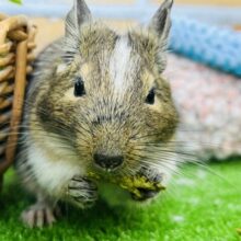 5/8更新☆カキカキ大好きっ✨オヤツ大好きデグーちゃん（パイド）