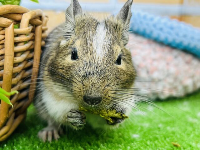 5/8更新☆カキカキ大好きっ✨オヤツ大好きデグーちゃん（パイド）