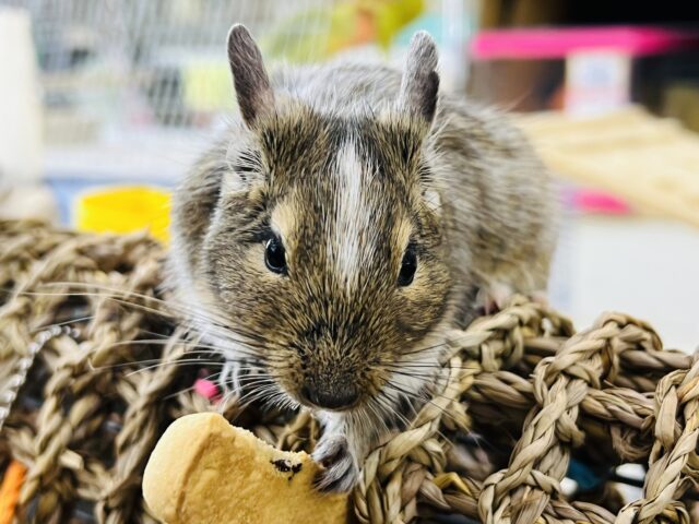デグー