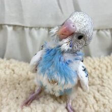いつかは飛行希望🛩 𓈒𓏸𓐍空色ペンギ…ン？🐧️️️セキセイインコ(ブルーパイド/2025年2月生まれ)