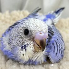ピースフル元気なシルシ付き‼️- ̗̀✌︎ ·͜· ︎︎✌︎︎︎  ̖́-セキセイインコ(ブルーオパーリン/2025年2月生まれ)