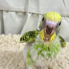 森の中のスターリングFlower🌼🌟⋆꙳セキセイインコ(グリーンオパーリン/2025年2月生まれ)
