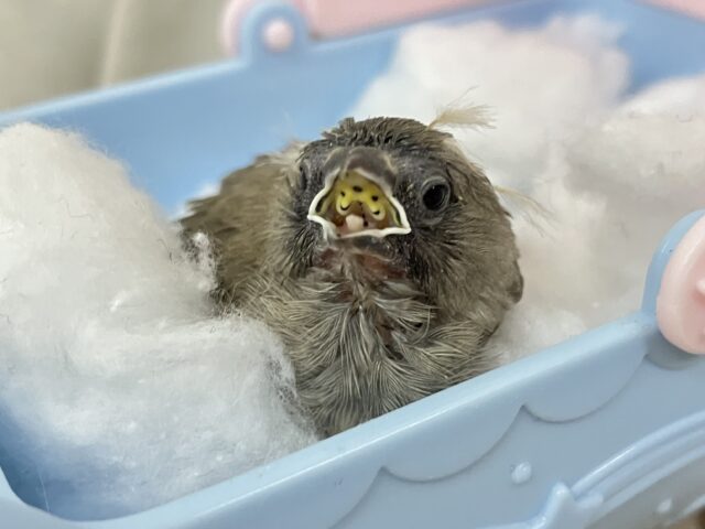 錦花鳥（キンカチョウ）