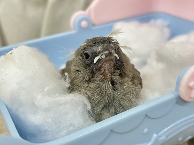 錦花鳥（キンカチョウ）