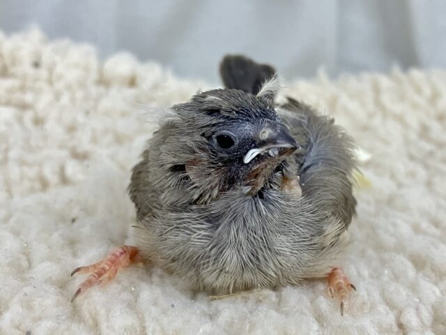 錦花鳥（キンカチョウ）