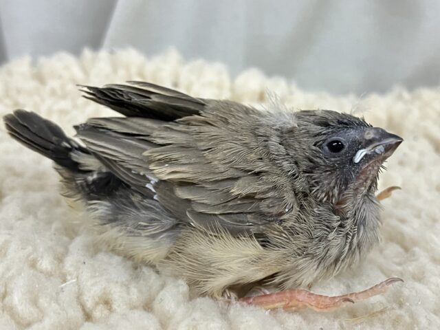 錦花鳥（キンカチョウ）