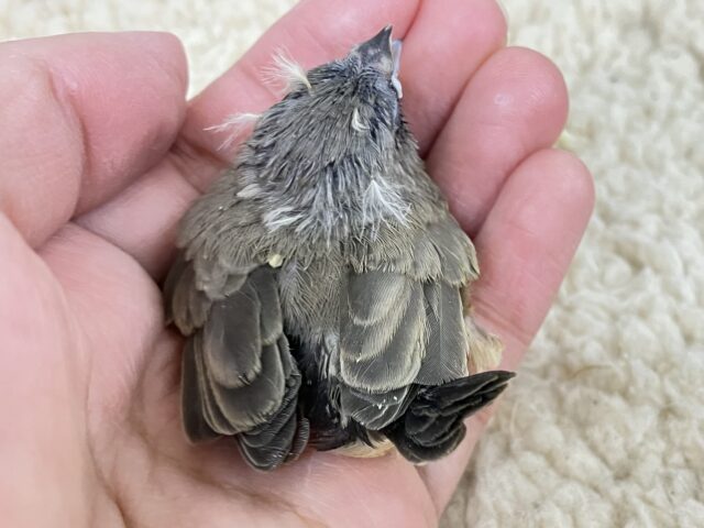 錦花鳥（キンカチョウ）