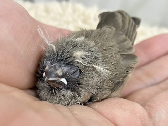 錦花鳥（キンカチョウ）