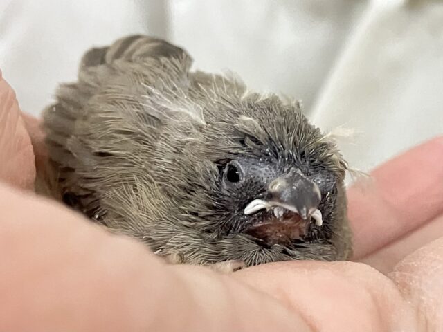 ブルベ仕様のホワホワにぃにぃ🧸❄錦花鳥(ノーマル/2025年2月生まれ)
