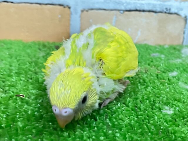 セキセイインコ