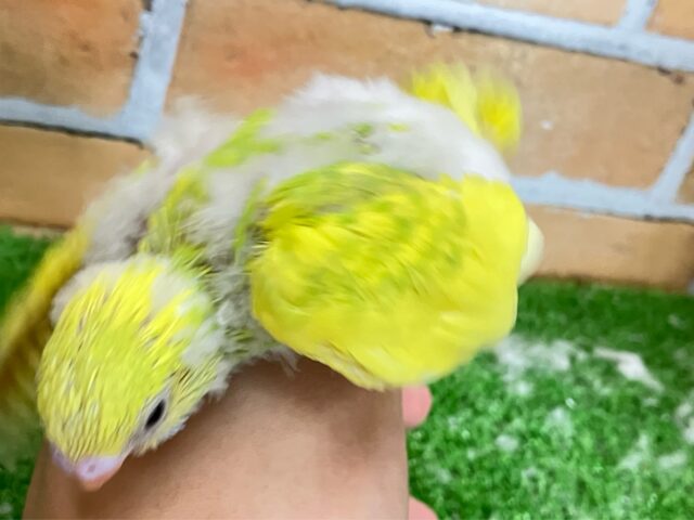 セキセイインコ