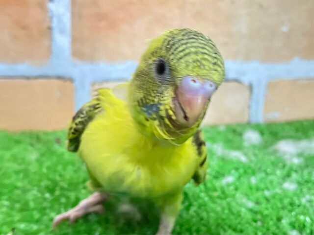 セキセイインコ