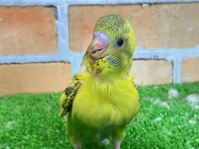 セキセイインコ