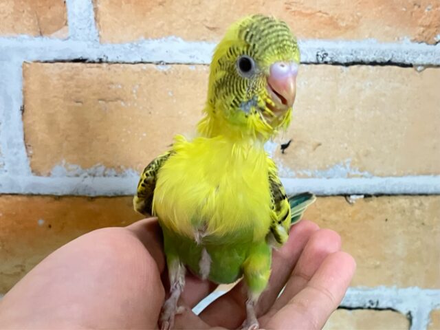 花びらも元気も満開なんですっ🖤⟡.·🌼*･セキセイインコ(イエローハルクイン/2025年1月生まれ)