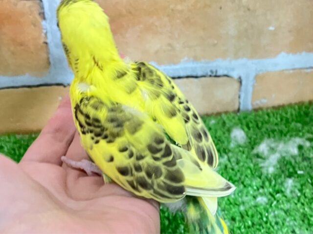 セキセイインコ