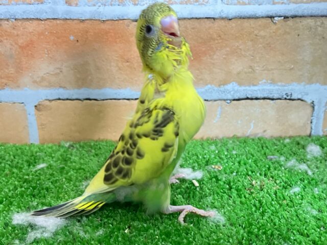 セキセイインコ