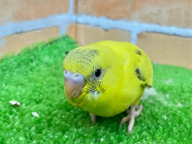 セキセイインコ