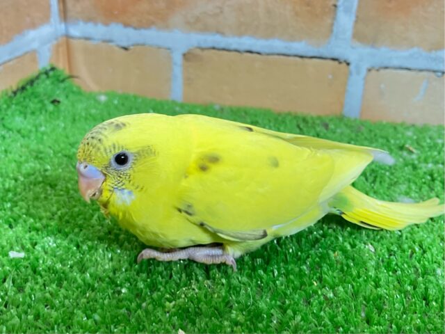 セキセイインコ