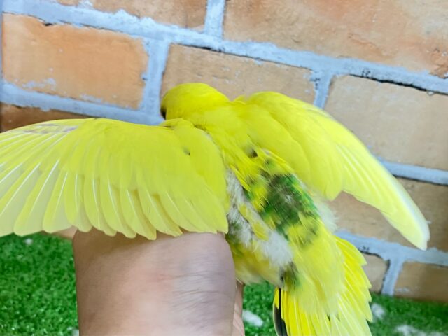 セキセイインコ