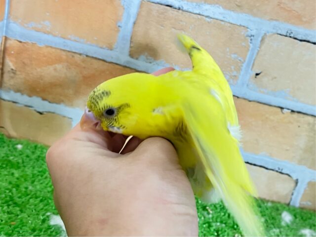 セキセイインコ