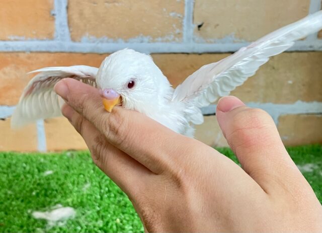 あたちがしろしろナンバワーン！！！👑☝🏻セキセイインコ(アルビノ/2025年2月生まれ)