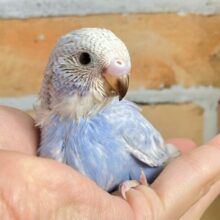 バビューンと❕ジェット𝐰𝐢𝐧𝐠〰︎︎🛩️🪽セキセイインコ(ブルースパングル/2025年2月生まれ)