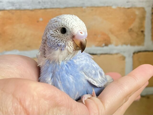 バビューンと❕ジェット𝐰𝐢𝐧𝐠〰︎︎🛩️🪽セキセイインコ(ブルースパングル/2025年2月生まれ)