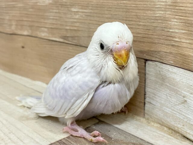 咲き誇っちゃう✨🤗パンパカパンジ～💐.°♡セキセイインコ(ライラック/2025年2月生まれ